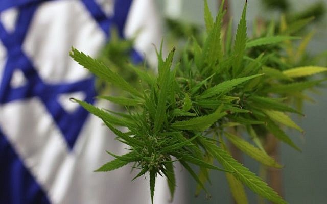 Une plante de marijuana à la Knesset, en 2009, lors d’une réunion de la commission du travail, du bien-être et de la santé du Parti travailliste concernant la marijuana à des fins médicales. (Kobi Gideon / Flash90)