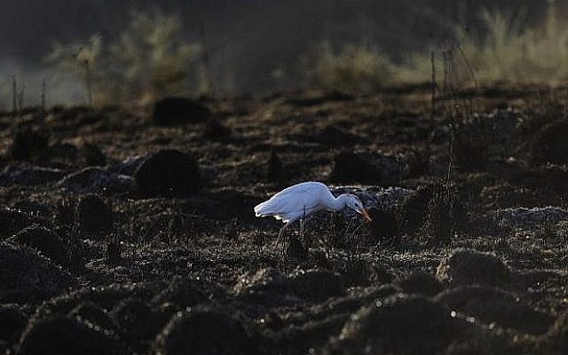 Un héron garde-bœufs dans un champ brûlé près du kibboutz Beeri, aux abords de la frontière entre Gaza et Israël, le 18 juin 2018. (Crédit : AFP/ MENAHEM KAHANA)