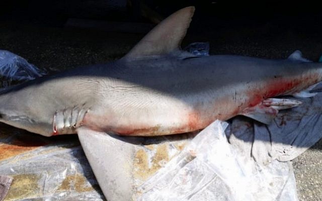 Un requin mort échoué à Nahariya, le 18 juillet 2018 (Crédit : Manor Guri/Nature and Parks Authority)