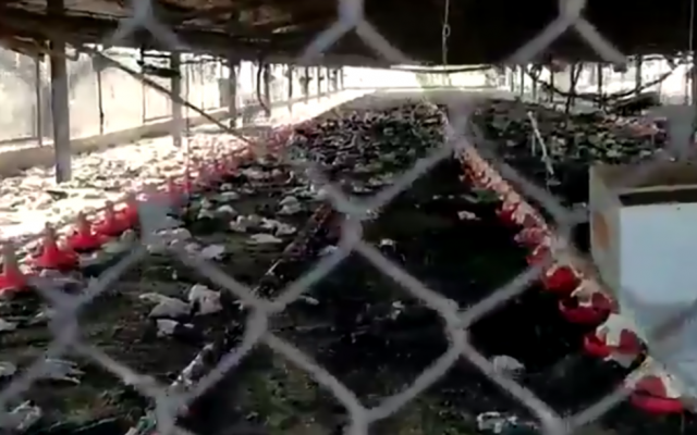 Capture d'écran d'une vidéo du 5 octobre 2018, après un présumé incendie criminel dans le moshav israélien du nord de Bethléem en Galilée, au cours duquel 50 000 poulets ont été brûlés vifs. (Capture d'écran: Twitter)