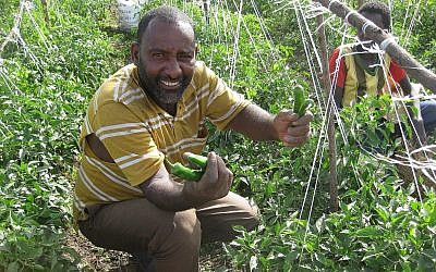 Un agriculteur local récolte des piments forts sur un site pilote de Tikkun Olam Ventures à Butajira, dans le sud de l'Éthiopie, en juin 2018. (Avec l'aimable autorisation de JDC)