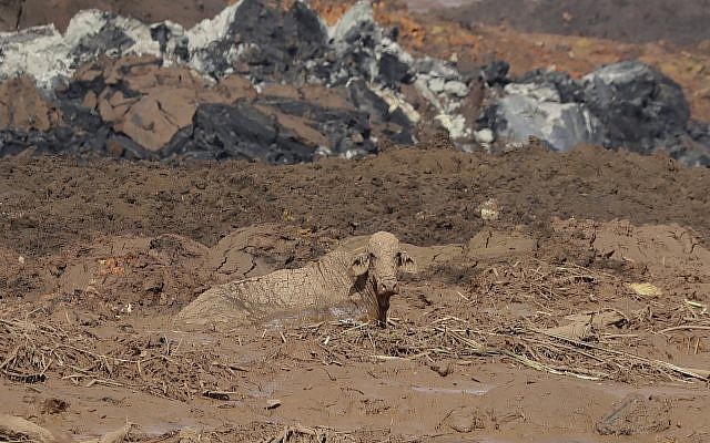 Un vache assise dans les décombres de  l'effondrement d'un barrage près de  Brumadinho, au Brésil, le 26 janvier 2019. (Crédit : AP/Andre Penner)