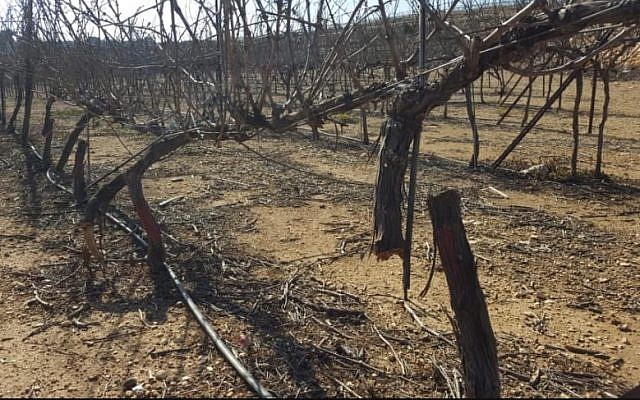 Les ceps de vigne abattus dans l'implantation de Kfar Etzion, le 17 février 2018 (Crédit : Yaron Rosental)