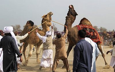 (FILES) Des propriétaires de chameaux séparent leurs animaux à l'aide de bâtons pendant un combat traditionnel lors d'un festival annuel à  Rajin Shah, dans le district  de Layyah, le 10 février 2019 (Crédit :  SS MIRZA / AFP)