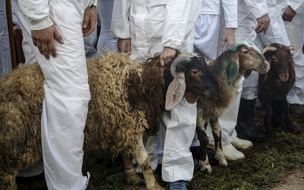 Les Samaritains se tiennent aux côtés des moutons et des chèvres qui seront tués lors du traditionnel sacrifice de la Pâque au mont Garizim, près de la ville de Naplouse, dans le nord de la Cisjordanie, le 18 avril 2019. (Jaafar Ashtiyeh / AFP)