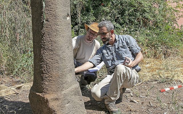 Les chercheurs de l'université de Haïfa inspectent la borne romaine de Moshav Ramot qui porte le nom de l'empereur Maximinus Thrax. (Crédit : Susita Excavation/Université de Haïfa)
