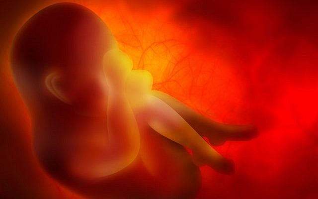 Image d'un embryon (Zffoto; iStock par Getty Images)