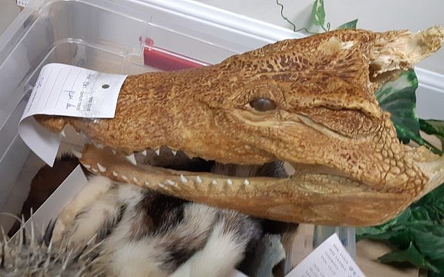 Une tête de crocodile saisie par l'Autorité de la nature et des parcs lors d'une action de répression sur le commerce illégal de reptiles, le 17 juin 2019 (Crédit : Autorité de la nature et des parcs)