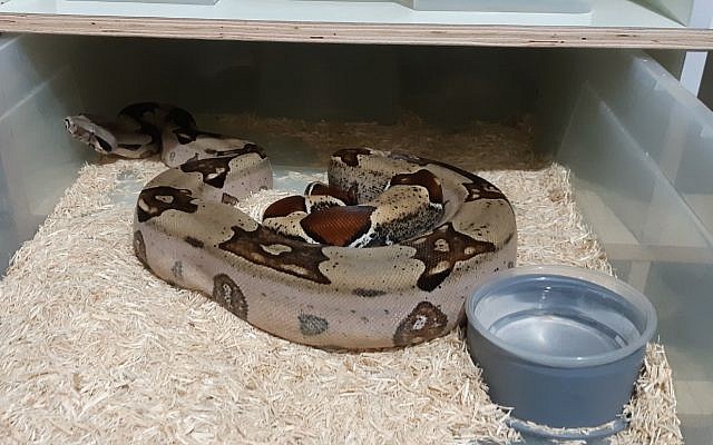 Un serpent saisi par l'Autorité de la nature et des parcs lors d'une action de répression sur le commerce illégal de reptiles, le 17 juin 2019 (Crédit : Autorité de la nature et des parcs)