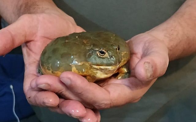 Un amphibien saisi par l'Autorité de la nature et des parcs lors d'une action de répression sur le commerce illégal de reptiles, le 17 juin 2019 (Crédit : Autorité de la nature et des parcs)