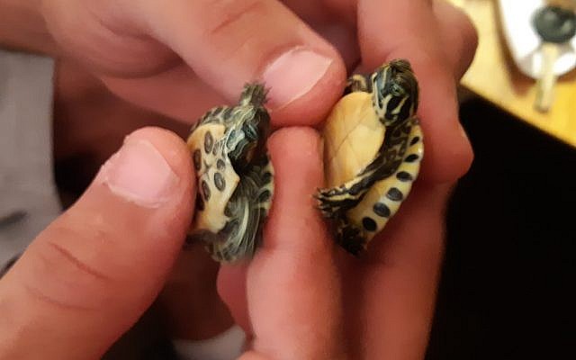 Des tortues saisies par l'Autorité de la nature et des parcs lors d'une action de répression sur le commerce illégal de reptiles, le 17 juin 2019 (Crédit : Autorité de la nature et des parcs)