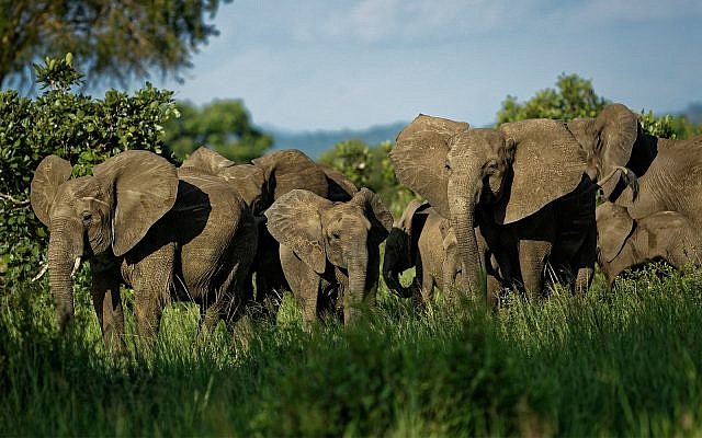 Un troupeau d'éléphants forme un cercle de protection face à une menace perçue dans le parc national de Mikumi, en Tanzanie, le 21 mars 2018 (Crédit : AP Photo/Ben Curtis)
