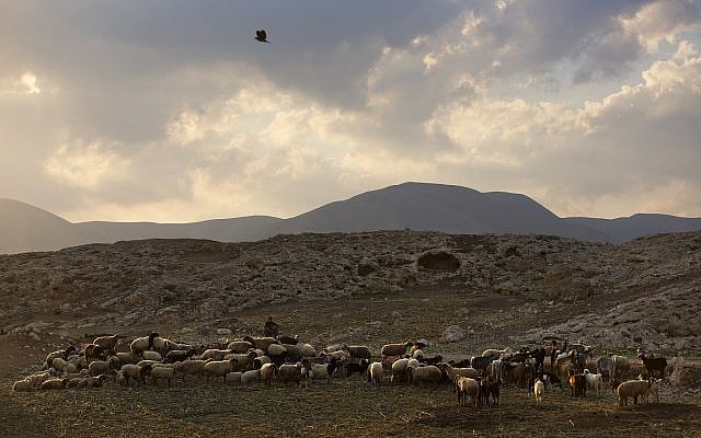 Illustration - Un berger palestinien rassemble son troupeau près de l'implantation israélienne d'Argaman, dans la vallée du Jourdain, une bande de terre en Cisjordanie longeant la frontière avec la Jordanie, 26 décembre 2016. (AP Photo/Oded Balilty)
