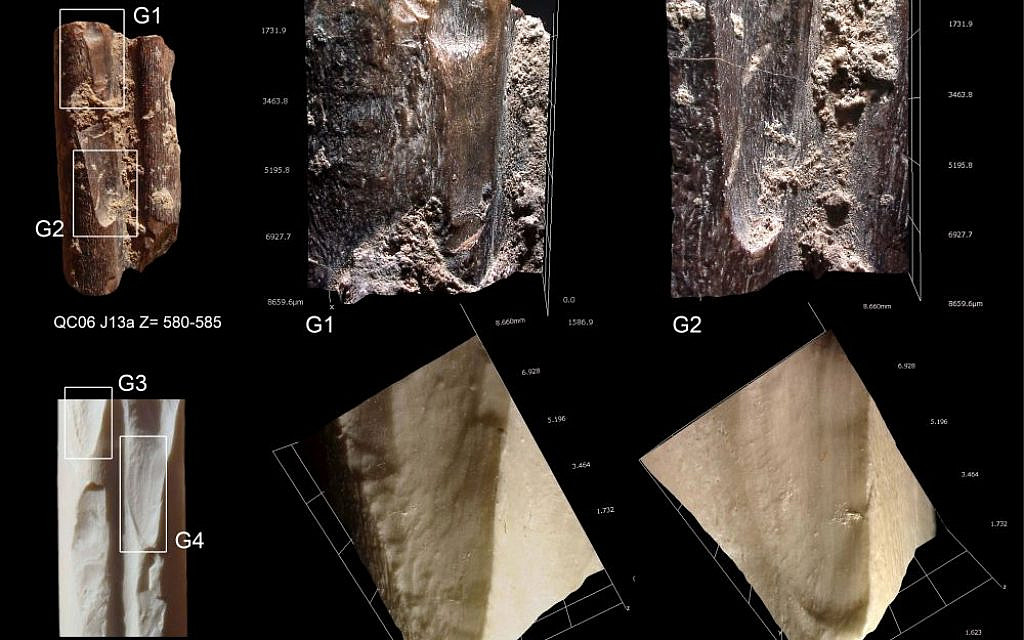 Des marques de raclage et des ébréchures,  vieilles de 420 000 à 200 000 ans sur des os métapodiaux retrouvés dans la grotte de Qesem. (Dr. Ruth Blasco)