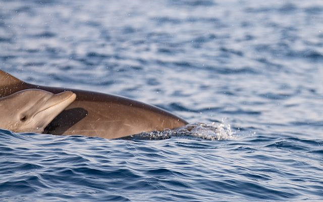 Des dauphins repérés au large de la côte du centre d'Israël en mer Méditerranée, le 15 octobre 2019. (Guy Lavian Autorité israélienne de la nature et des parcs)