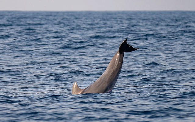 Un dauphin repéré au large de la côte du centre d'Israël en mer Méditerranée, le 15 octobre 2019. (Guy Lavian Autorité israélienne de la nature et des parcs)