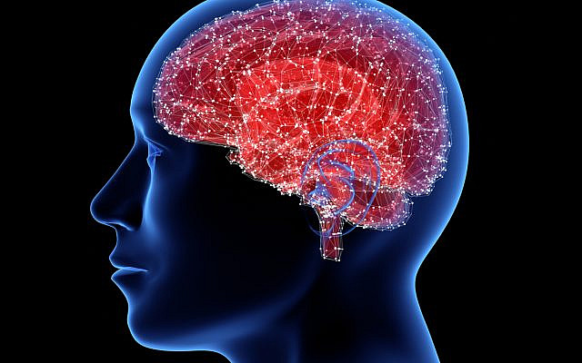 Image d'illustration d'un cerveau (Crédit : iStock)