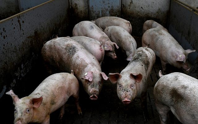 Des cochons dans une ferme de Goudelin, dans l'ouest de la France, le 13 février 2019. (Crédit : Damien Meyer/AFP)