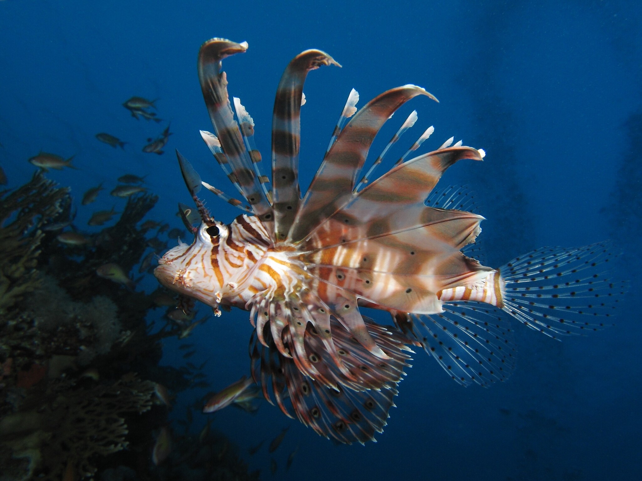 Un nouveau poisson venimeux arrivé en Méditerranée menace les ...