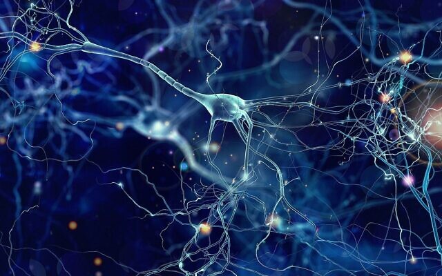 Une image illustrative de neurones ou de cellules cérébrales (Crédit: iStock by Getty Images)