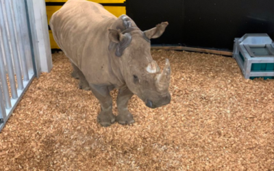 Quatre rhinocéros israéliens originaires du zoo safari de Ramat Gan sont arrivés le 12 décembre dernier au zoo de Zurich. (Crédit : Dominik Ryser / Zoo de Zurich)