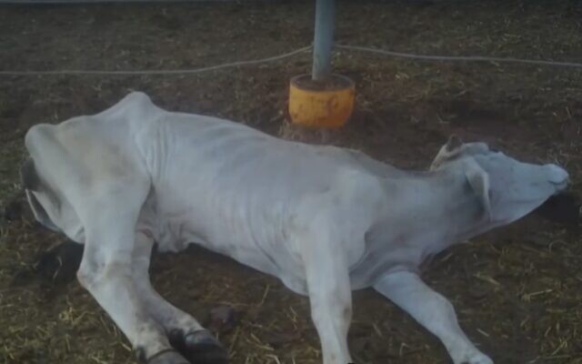Un veau en train de mourir d'un manque d'eau ou de lait maternel dans un élevage de bovins australien (Capture d'écran : Kan)