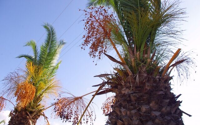 Des palmiers dattiers (Crédit : www.publicdomainpictures.net)