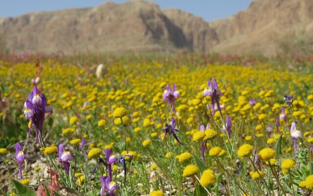 Des fleurs sauvages à la Mer Morte.(Avner Rinot, Société de protection de la nature en Israël)