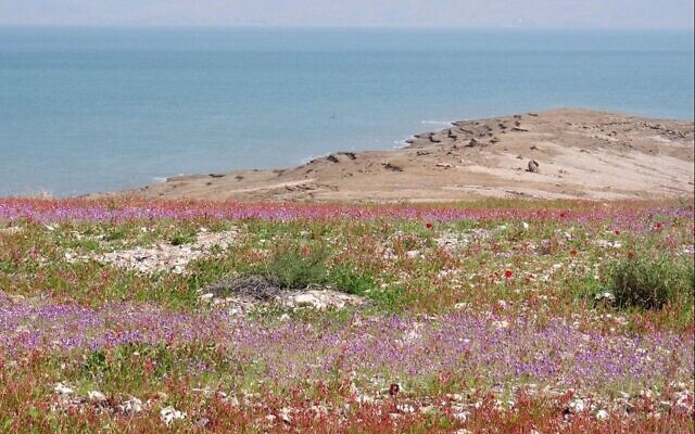 Des fleurs sauvages à la Mer Morte.(Avner Rinot, Société de protection de la nature en Israël)