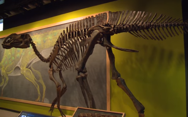 Illustration : un hadrosaurus à l'université Drexel de Philadelphie. (Capture d'écran YouTUbe)