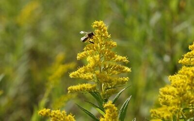 Une abeille pollinisant une fleur (Crédit :  Dana Wachter/Times of Israel)