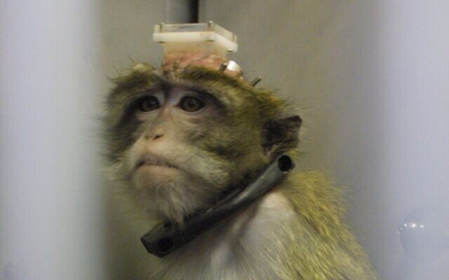 Illustration : Un singe utilisé pour une expérimentation dans un laboratoire de l'hôpital  Hadassh Ein Karem Hospital à Jérusalem, le 22 juillet 2003 (Crédit : Flash90)