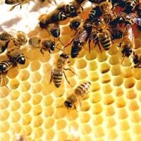 Abeilles ouvrières entourant la grande abeille reine dans une ruche. (Todd Huffman de Phoenix, AZ - Lattice, CC BY 2.0, Wikipedia)