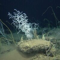 Des coraux inhabituels comme celui-ci ont été découverts dans les eaux profondes de l'anomalie de Palmahim à 30 km au large de Tel Aviv. (Crédit : Adam Weissman, Yitzhak Makovsky, Danny Chernov, du département de Biologie marine de l'université de Haïfa)