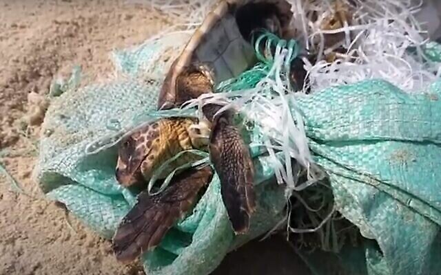 Une jeune tortue piégée par un sac en plastique vert en « jute », photographiée au centre de sauvetage et de réhabilitation des tortues marines d'Israël. (Capture d'écran de YouTube / Direction de la Nature et des Parcs, Israël)