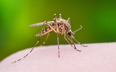 Illustration : Un moustique piquant à travers la peau. (Crédit : iStock by Getty Images/Nechaev-kon)