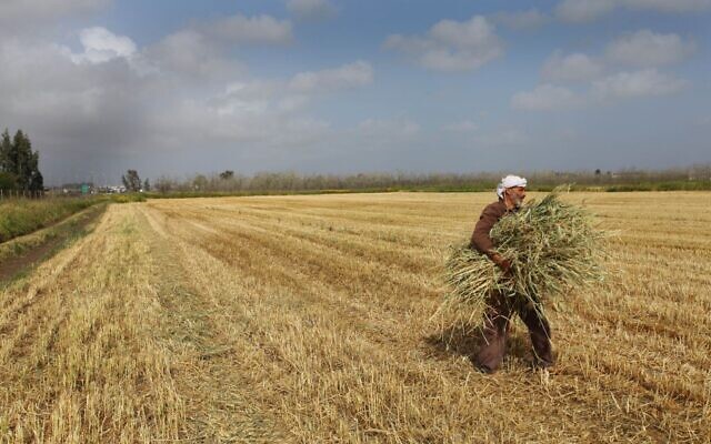 Illustration : un Arabe israélien ramasse du blé dans un champ peu après la récolte, à Burgata. 8 avril 2013. (Crédit : Chen Leopold/Flash90/Fichier)