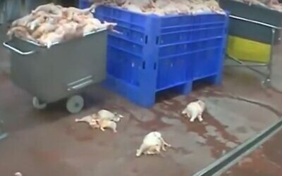 Des poulets dans des caisses et sur le sol dans une usine de volailles Off Hagalil sur des images diffusées par la Vingtième chaîne, le 2 février 2020. (Capture d'écran)