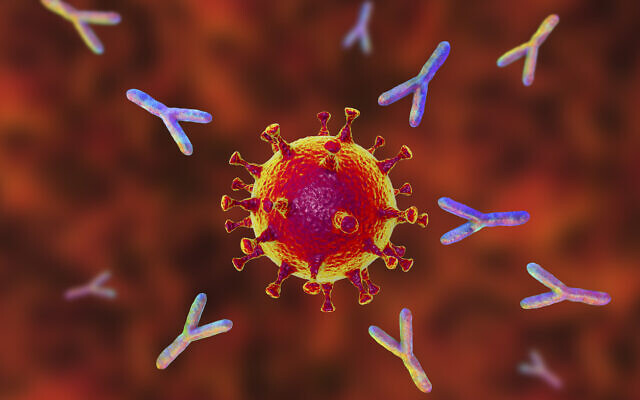 Photo d'illustration : Des anticorps attaquant un virus SARS-COV-2. (Crédit : Dr_Microbe;iStock by Getty Images)
