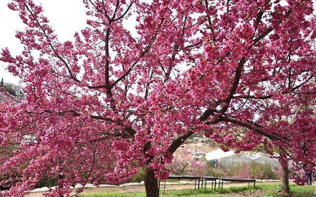 Les cerisiers du Japon au Jardin botanique de Jérusalem. (Autorisation : Tom Amit)