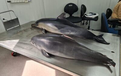 Deux dauphins morts découverts sur la côte méditerranéenne d'Israël attendent d'être autopsiés au Centre Morris Kahn pour la recherche marine, le 6 avril 2021. (Dr Aviad Sheinin)