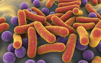 Image d'illustration en 3D de bactéries et de cocci en forme de bâtonnet dans le microbiome humain. (Crédit : Dr_Microbe ; iStock by Getty Images)