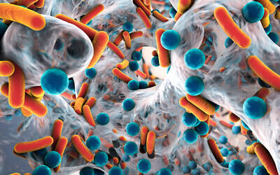 Bactéries résistantes aux antibiotiques à l'intérieur d'un biofilm. (Dr_Microbe via iStock by Getty Images)