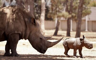 Un rhinocéros nouveau-né à côté de sa mère Rihanna, âgée de 11 ans, au Safari de Ramat Gan, un zoo en plein air situé près de la ville côtière israélienne de Tel Aviv, le 6 juin 2021 (Crédit: Shira Inbar Danin/ Ramat Gan Safari).