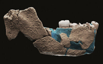 Une reconstruction virtuelle d'une mandibule d'ancêtre humain trouvée à Nesher Ramla, sur une image non datée fournie par l'Université de Tel Aviv en juin 2021. (Crédit : Ariel Pokhojaev, Faculté de médecine Sackler, Université de Tel Aviv via AP)