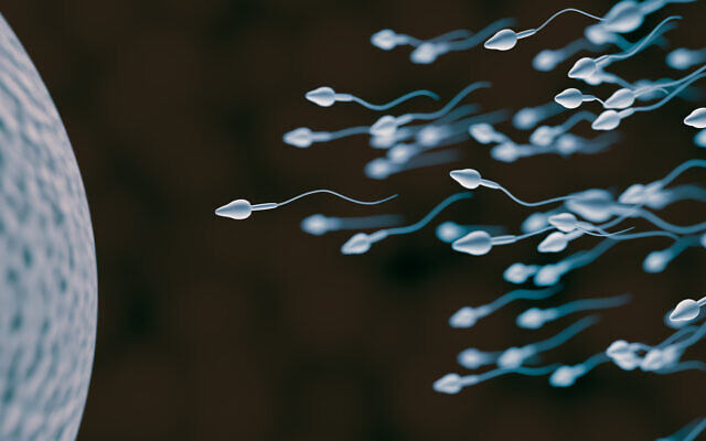 Illustration de spermatozoïdes humains (vchal via iStock by Getty Images)