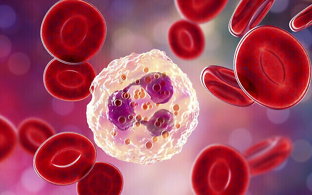 Illustration en 3D des cellules immunitaires neutrophiles (Crédit : iStock via Getty Images)
