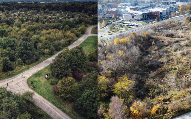 La zone située juste à l'extérieur du camp de concentration de Plaszow avant (à gauche) et après (à droite) l'abattage des arbres pour faire place à un futur musée. (Crédit : Action Rescue for Krakow ; Krakow Residents Association)