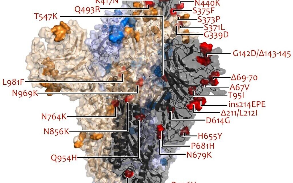 Mutations de la protéine de pointe du variant Omicron (MRC-University of Glasgow Centre for Virus Research)
