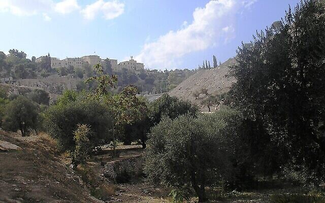 De vieux oliviers poussent dans la vallée de Hinnom, à Jérusalem. (Crédit : Deror Avi, CC BY-SA 3.0, Wikimedia Commons)